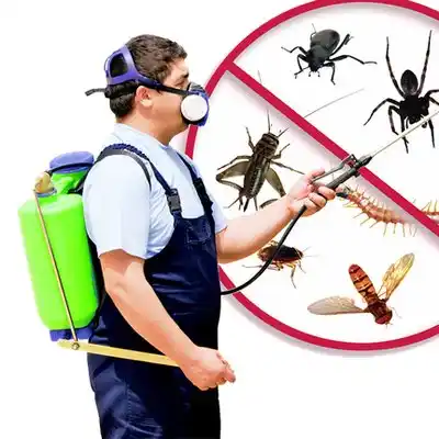 pest control Morse